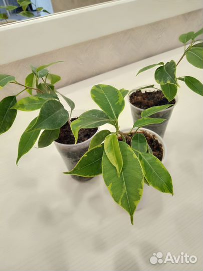 Фикус бенджамина пестролистный