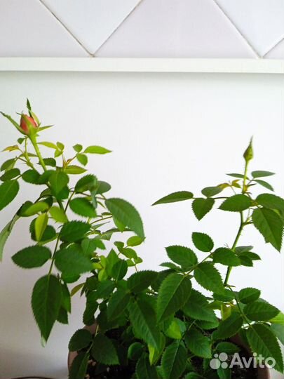 Роза кардана