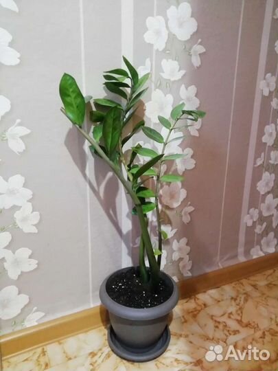 Замиокулькас (долларовое дерево)