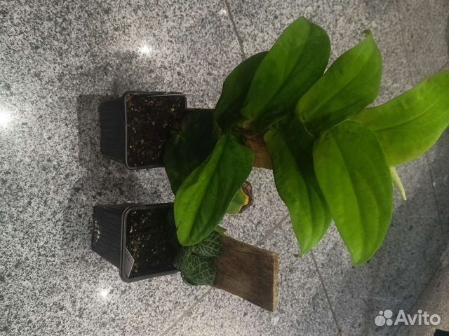 Рафидофоры