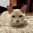 Европейский бурманский кот, вязка