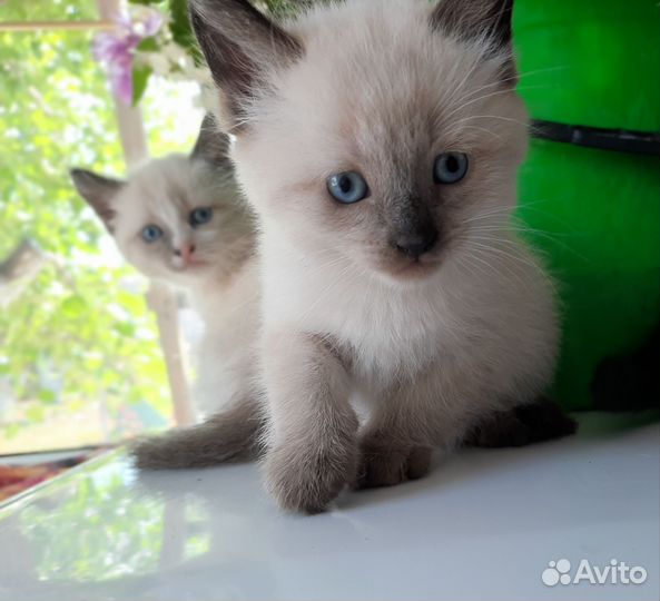 В добрые и заботливые руки