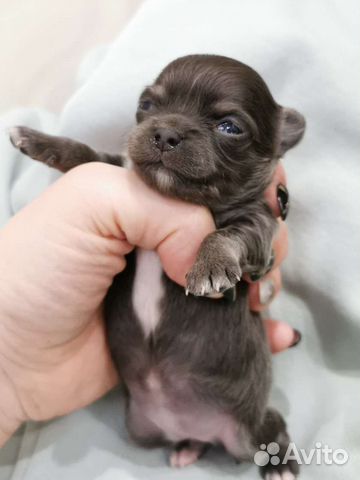 Щенки чихуахуа супер мини, мини, стандарт