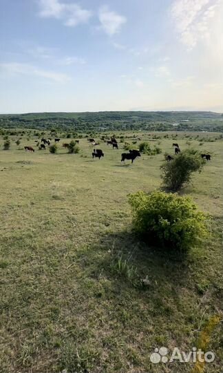 Ищу людей на ферму аренда