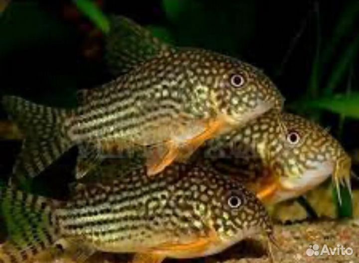 Взрослые аквариумные рыбки