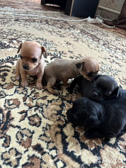 Щенки тойтерьера