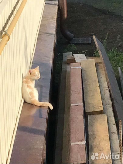 Котята от мышеловки