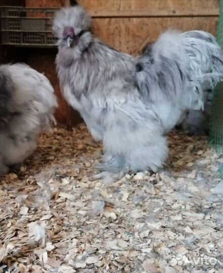 Петушок+курочка, наседки