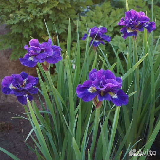 Ирис сибирский и другие многолетние цветы