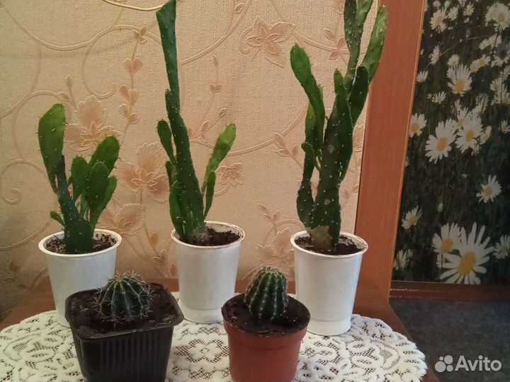 Кактусы и белый цветущий коланхое