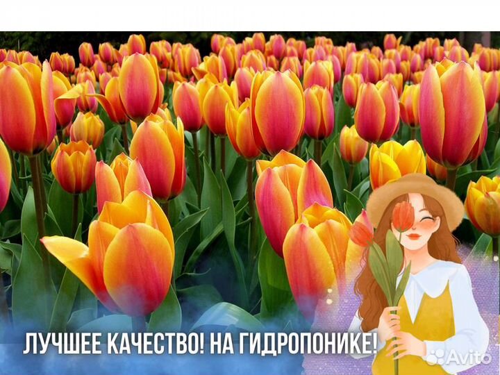 Тюльпаны оптом к 8 марта