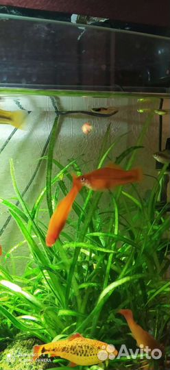 Аквариумные рыбки