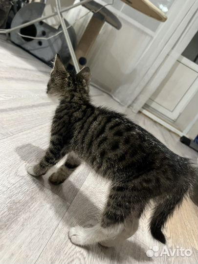 Котенок девочка в добрые руки