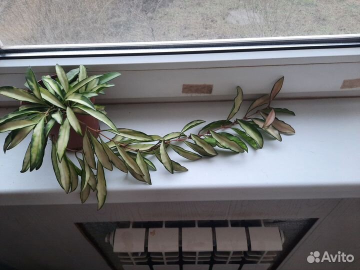 Хойя ваетти триколор (Кентиана вариегатная)