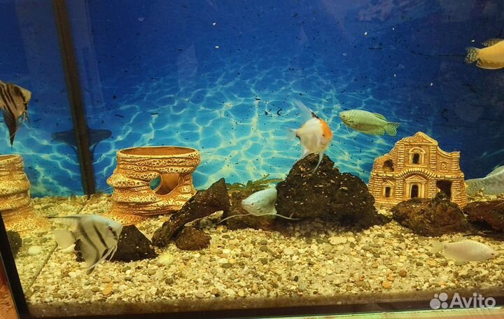 Аквариум