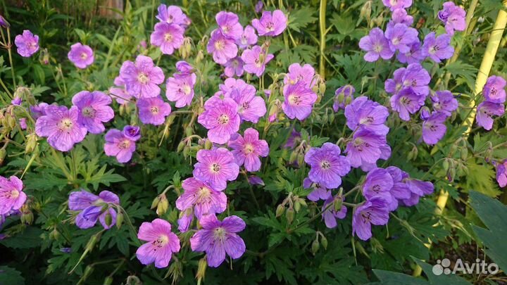 Герань садовая многолетняя