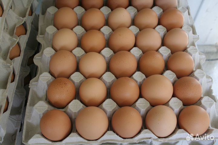 Инкубационное яйцо