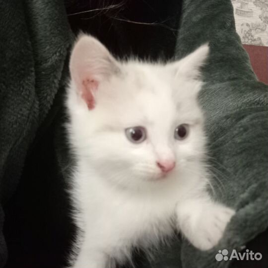 Котята в добрые руки даром бесплатно