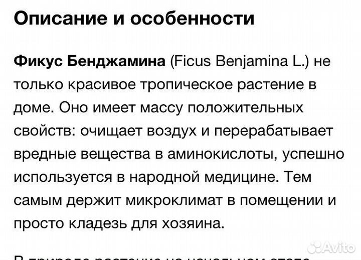 Фикус бенджамина