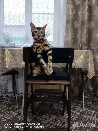 Бенгальские котята