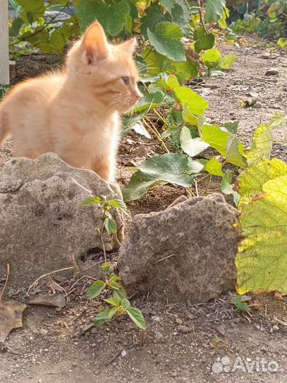 Бронь. Котёнок