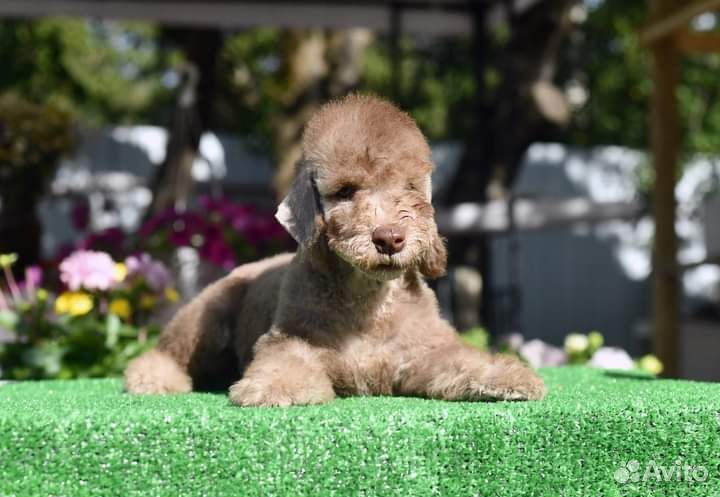 Щенки бедлингтон терьера