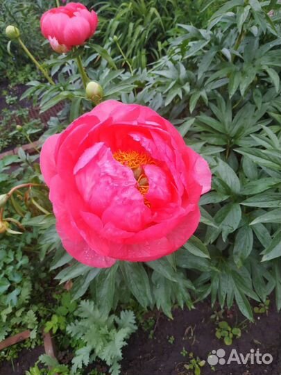 Пионы шикарных сортов