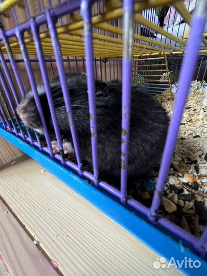 Сирийский хомяк