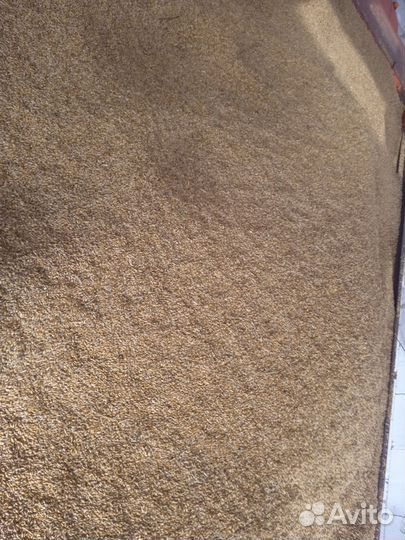 Зерно ячмень