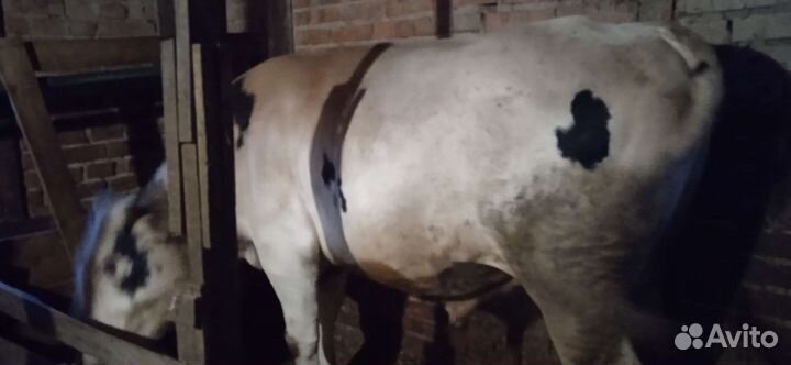 Быки на племя