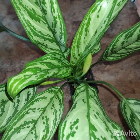 Аглаонема цветущая
