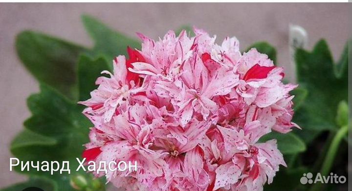 Сортовые пеларгонии более 80 сортов