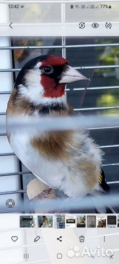 Лесные птицы