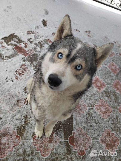 Вязка