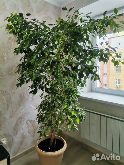 Фикус бенджамина