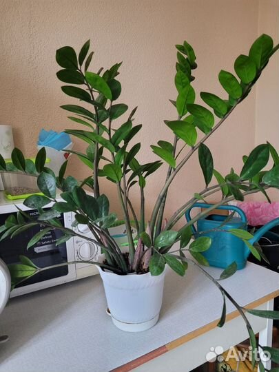 Замиокулькас долларовое дерево