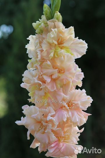 Гладиолусы луковицы