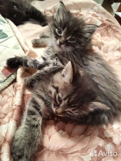 Котята в добрые руки бесплатно