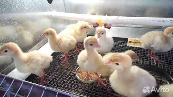 Индюшата домашние