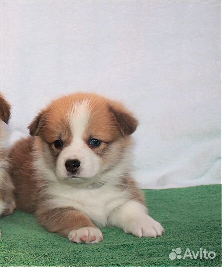 Щенки вельш -корги