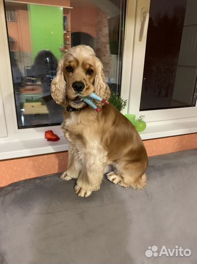 Кокер спаниель вязка
