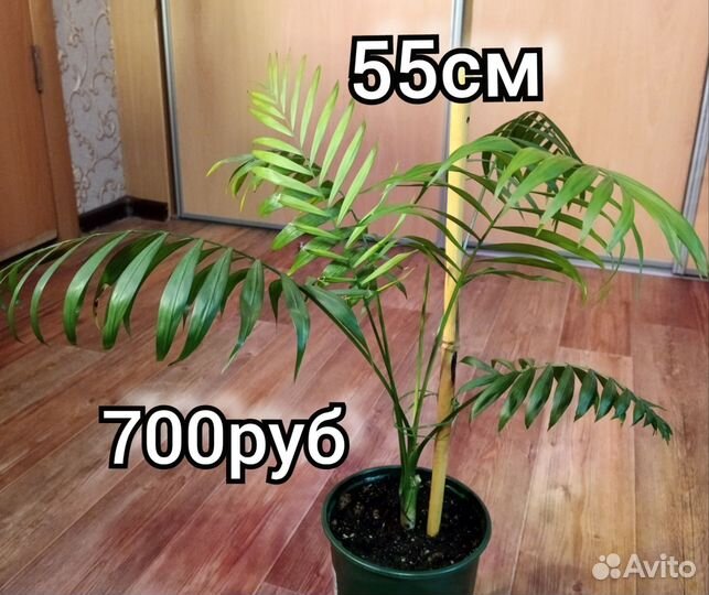 Пальмы 2 сорта
