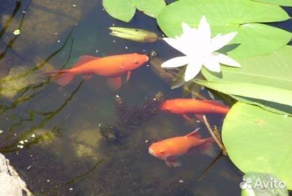 Рыбки в пруд (кометы)