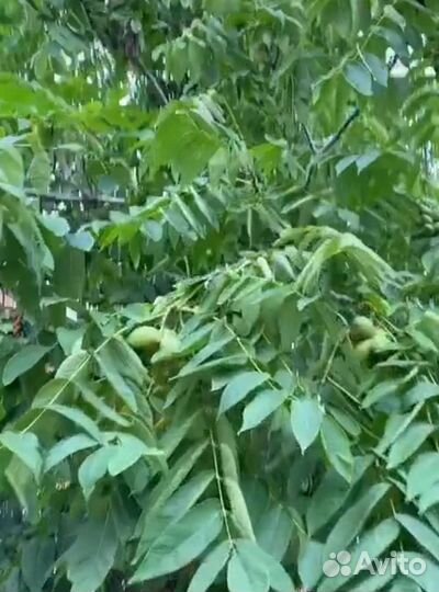 Саженцы маньчжурского ореха