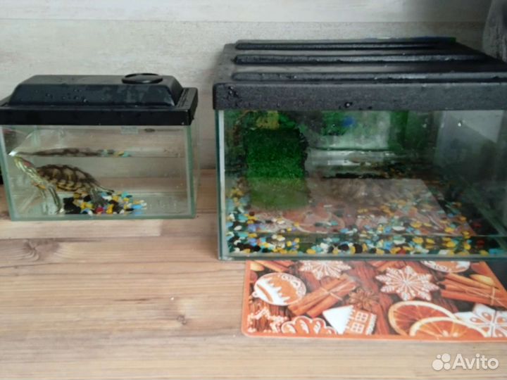 Красноухая Черепашка с аквариумом