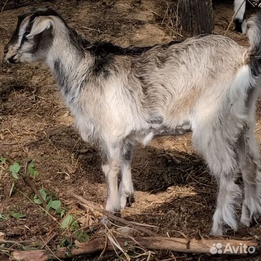 Нубийские козы