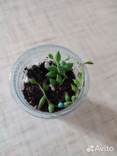 Комнатные цветы