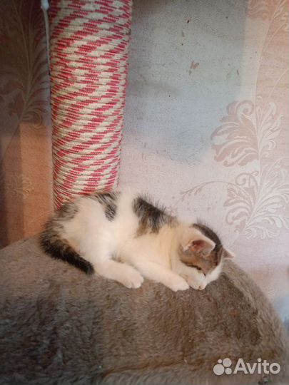 Отдам котенка