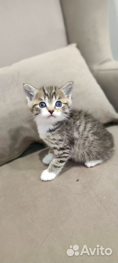 Продам шотландских котят