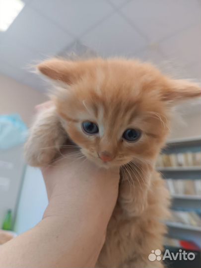 Рыжий котенок